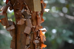 Paperbark-Maple